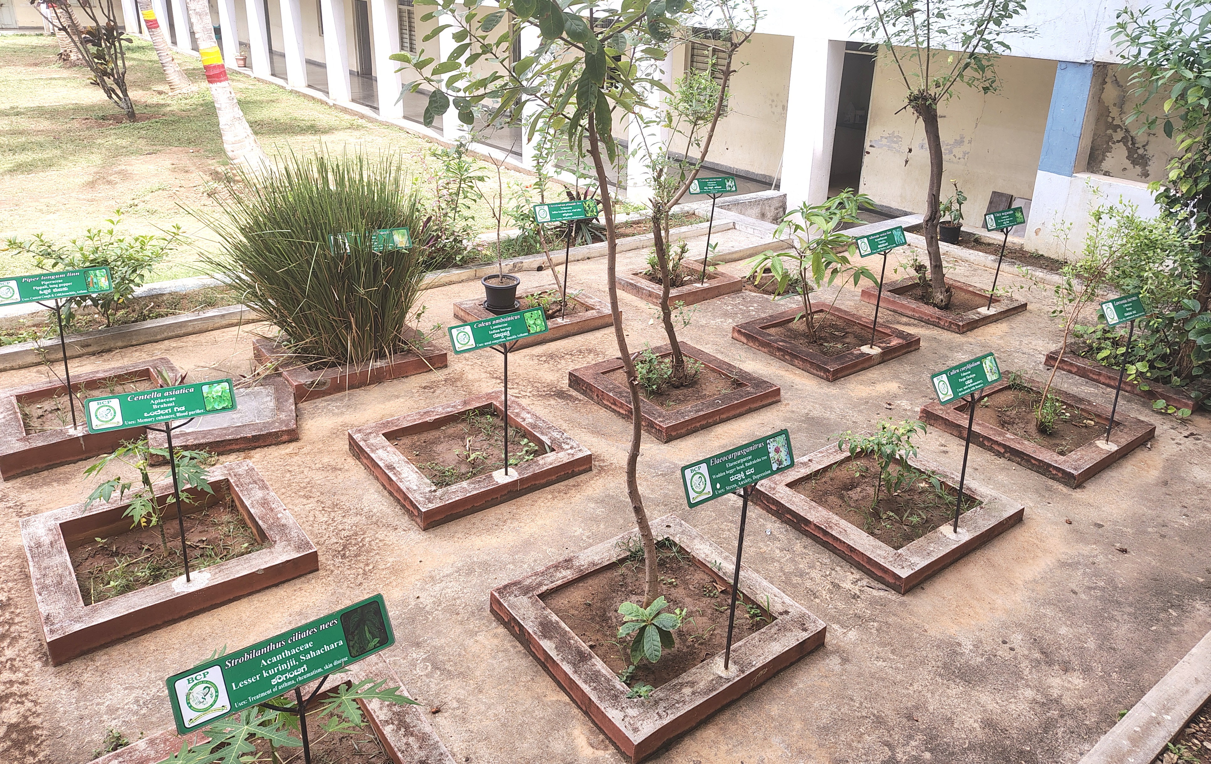 Medicinal Herbal Garden